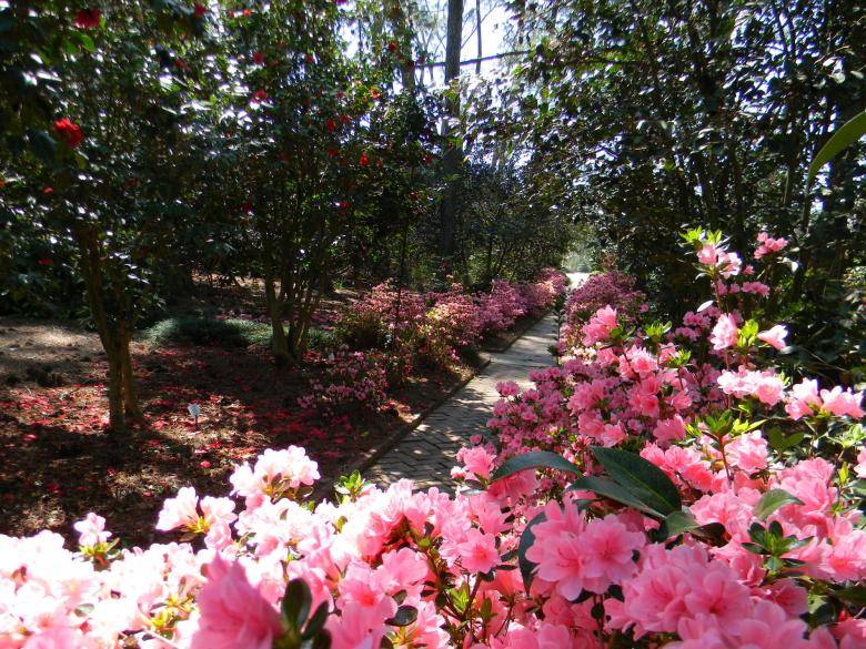 A path in the middle of a garden filled with pink flowers.
