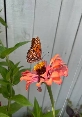A butterfly is flying over the flower.