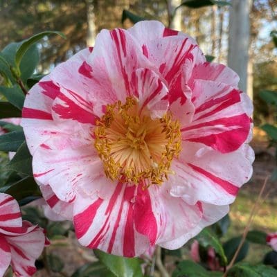 A close up of the flower with red and white stripes.