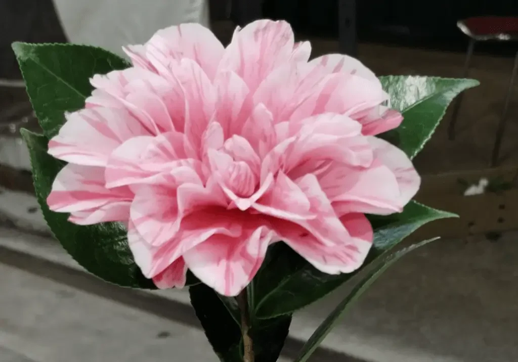 Ruffled pink camellia bloom with glossy leaves