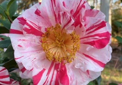A close up of the flower with red and white stripes.