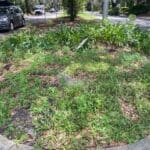 A small grassy roundabout with plants and parked cars.