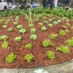 A circular garden bed with young green plants and a layer of mulch.