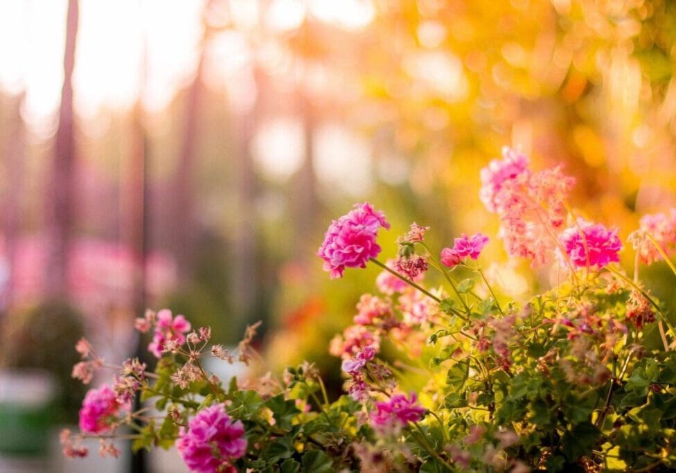 Beautiful Pink Flowers in the garden